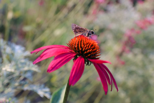 And they keep on flowering …   Cheyenne Spirit Echinacea with Coreopsis tripteris just coming