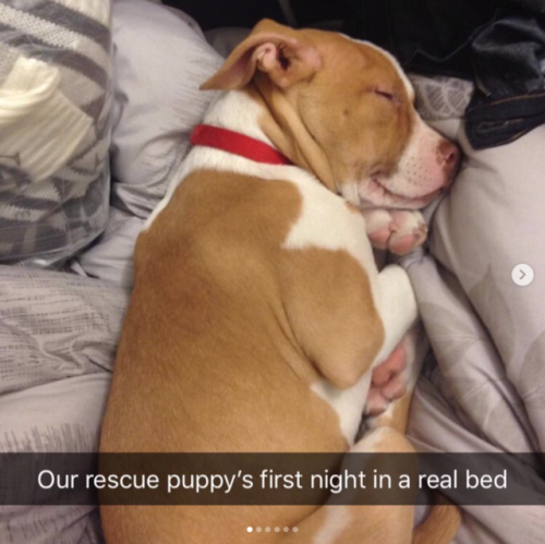 babyanimalgifs:Animal snaps