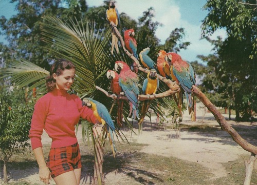 modernizor:  Tropical Panorama - Miami, Florida / vintage postcards via vintagetravelpostcards.blogspot.com 