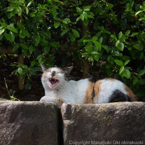 okirakuoki:おひげもごきげんおはようございますGood morning from Tokyo Japan☀️#cat #ねこ #ねこだけど犬歯