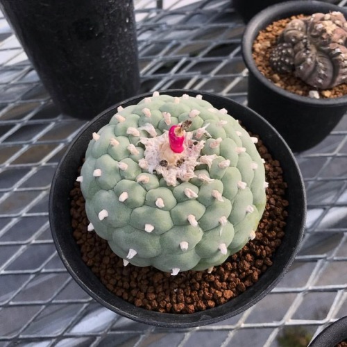 銀冠玉 #cactus #サボテン #succulent https://www.instagram.com/p/Bqyh4B3nh6x/?utm_source=ig_tumblr_share&