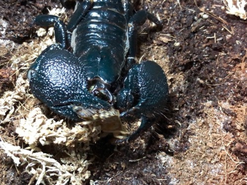 A few pictures capturing how a scorpion eats. A lot of people don’t realize they have two ‘arms’ tha