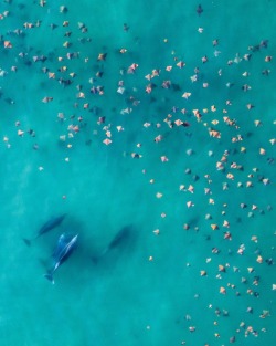 erubes1:A pod of dolphins meeting a stingray migration Follow for more: www.instagram.com/erubes1