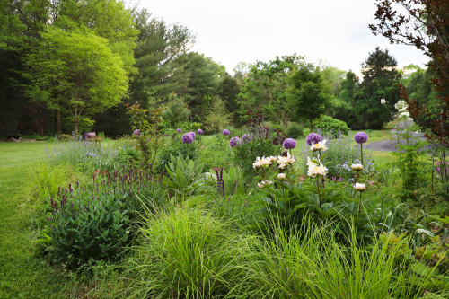 Mid May and the garden beds are filling in fast!   Gorgeous sparkles of color brought by t