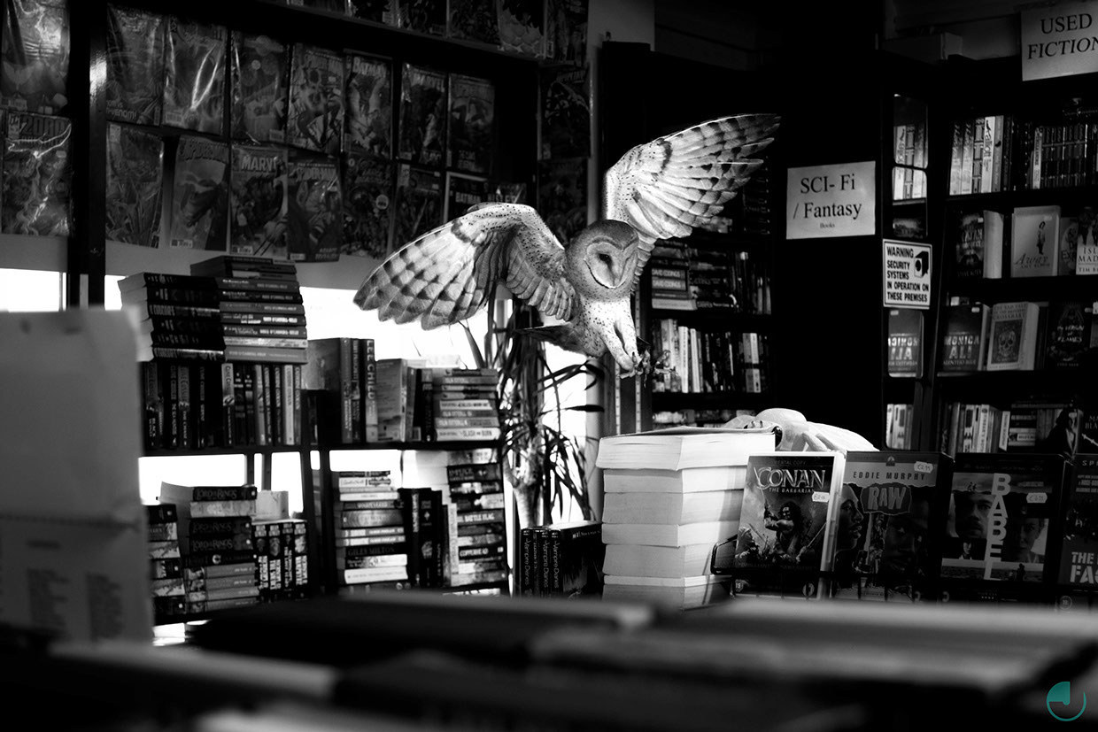 fer1972:  ‘Totem’: Photomanipulations of Wildlife in Urban Settings by Jason
