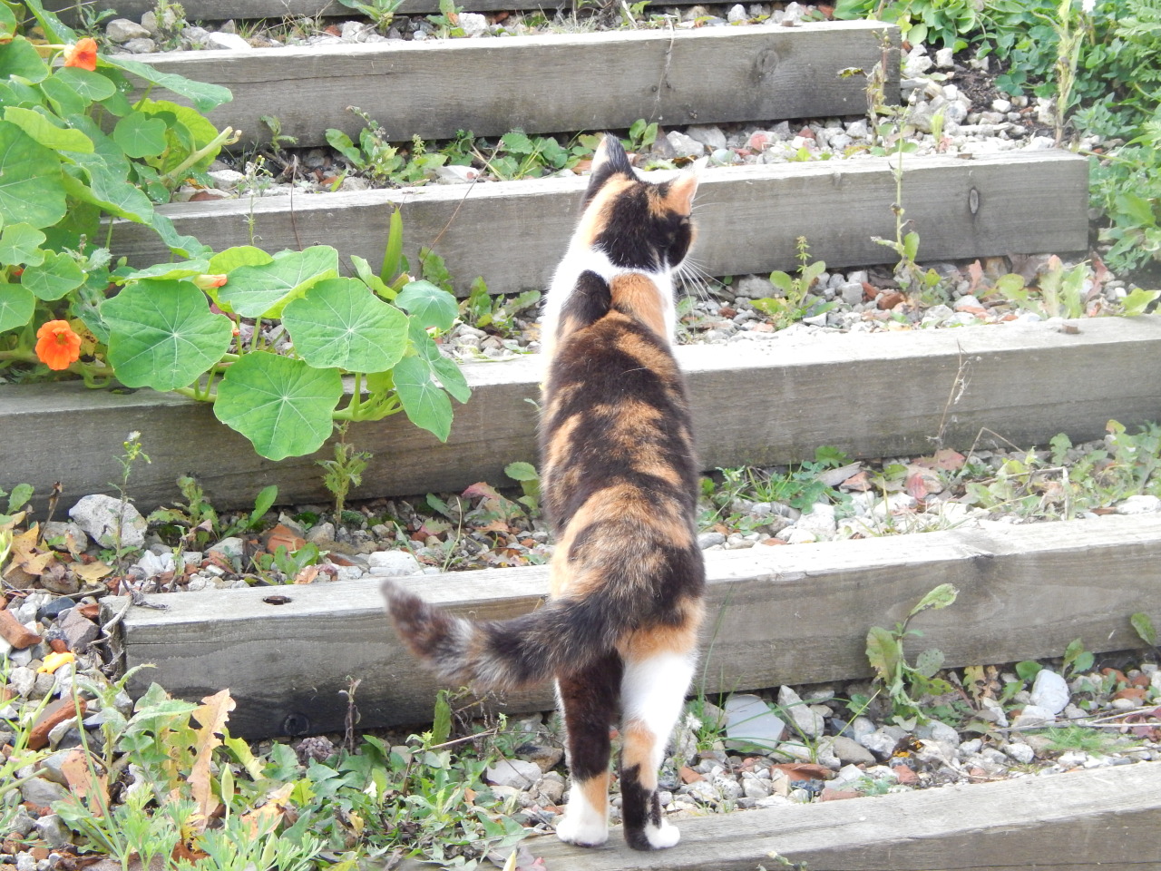 &lt;3 Katzenkumpel :D