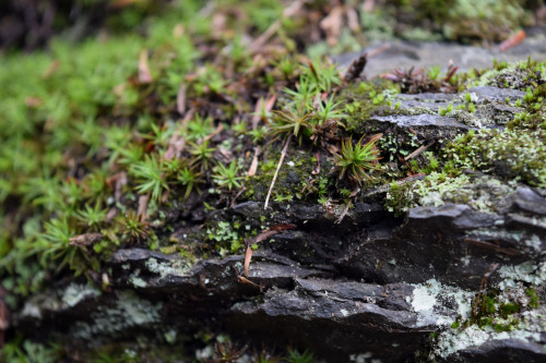sarahshootsphotos: The Smallest Forest - Colonies of lichens and mosses turn the rough stones into t