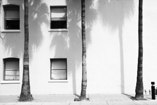 Palms and Shadows. Tucson, AZ