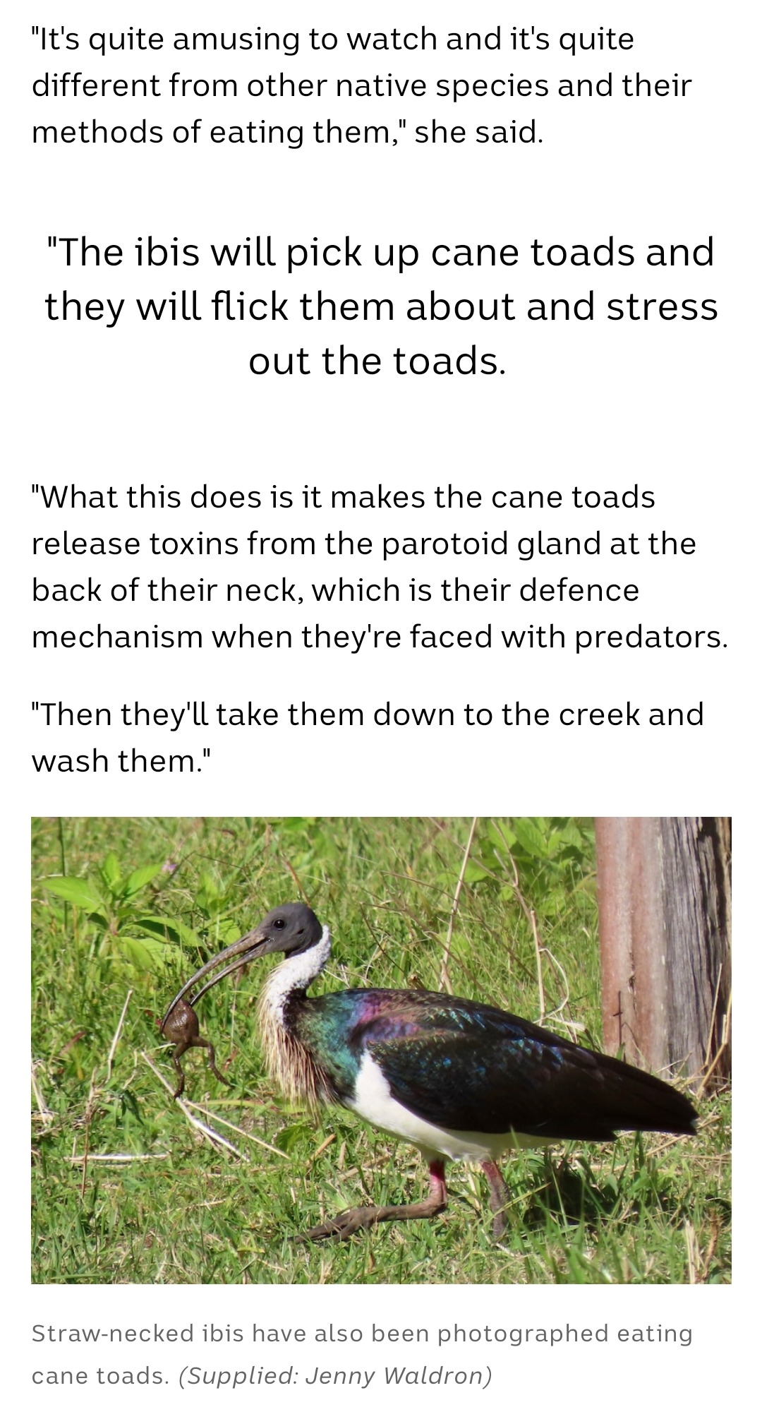 todaysbird:ritavonbees:good news!ALTwhy is this so fucking comicalALTALTALTyeah you must fucken …. you stress out the toad and then give it a rinse, voilahIbis add toxic cane toads to the menu with clever technique to eliminate poison firstthis