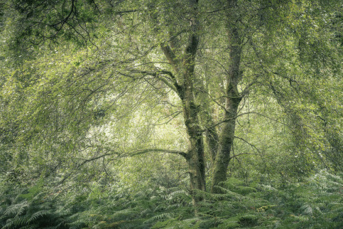 te5seract:    Stoke Common &  Savernake Forest  by  Paul Mitchell