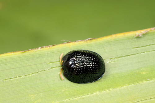 kearunning: khrysdiebee:b33tl3b0y:lovely palmetto tortoise beetle sons. look at their sweet feet