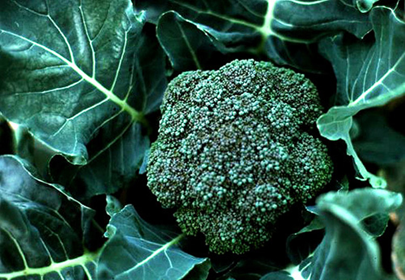 Did you know that virtually all ‎broccoli‬ sold in grocery stores across the U.S. comes from California? Thomas Björkman, associate professor of horticulture, aims to change all that. As principle investigator on the USDA-funded Eastern Broccoli...