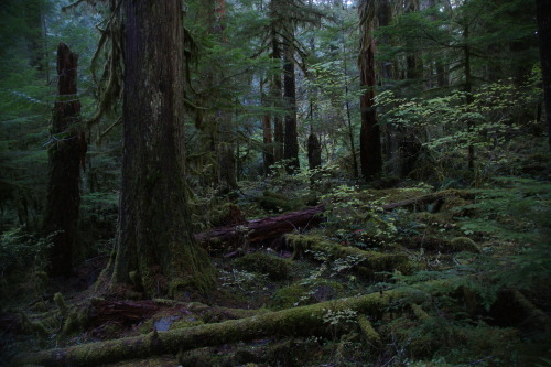 frommylimitedtravels:Classic PNW understory