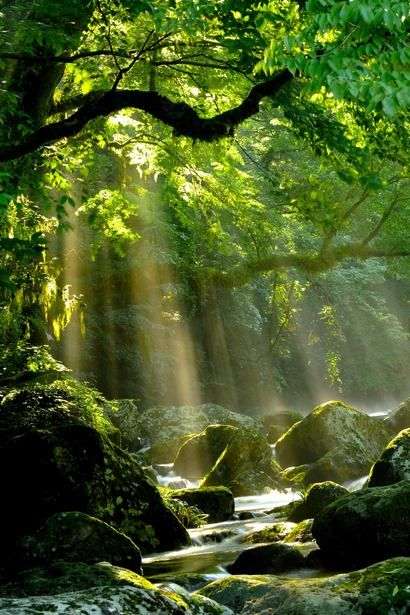 Mystical Forests!