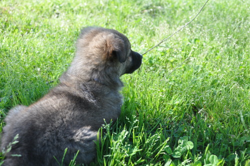 ketchupluvr182:  he thinks he’s hiding in this lil bit of grass 