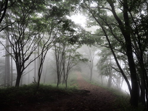 Forest with fog by prelude2000