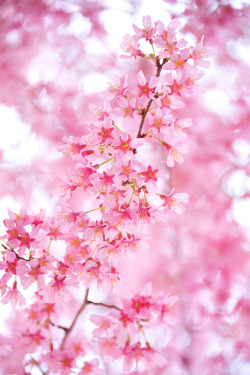 plasmatics-life:  Feeling Pink ~ By さくら