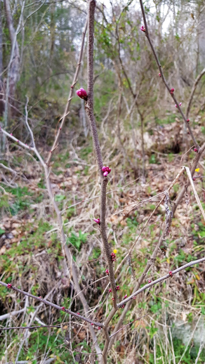 April 2018 - Redbud /  Cercis canadensis !!Somewhere in the archives of this blog are the photo