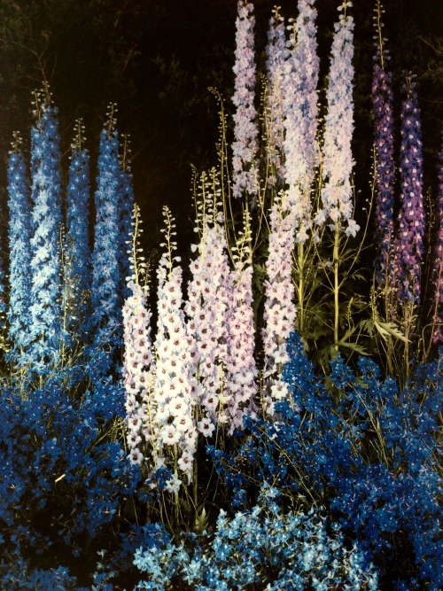 rickinmar: Edward Steichen was taken by the beauty of delphiniums and hybridized many new varieties at his Connecticut farm. This photo is from the 1940s.