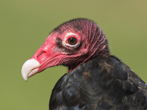 stackofturtles: end0skeletal: 1. Greater yellow-headed vulture2. Egyptian vulture3. Bearded vulture4