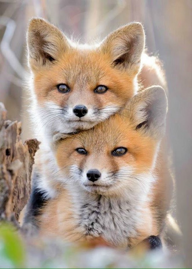 mistymorrning:Source:imgfave-chat 