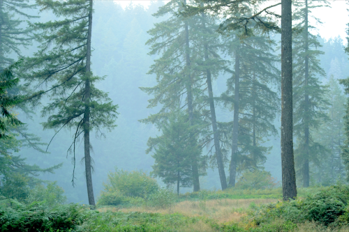 Oregon, USA.Summer 2016Instagram