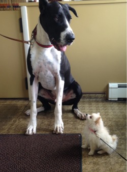 cute-overload:  2lb vs. 150lbhttp://cute-overload.tumblr.com