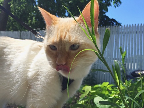 he love grass