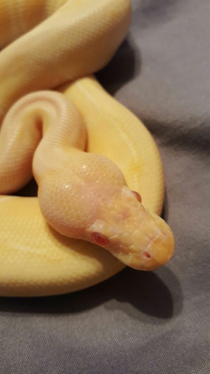 queensxdog:Draco, my pretty blonde albino baby, finally shed last night. He’s so bright and beautifu