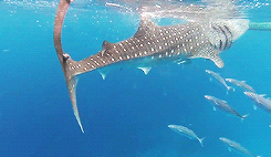 giffingsharks:  The Whale shark (Rhincodon typus) is a slow-moving filter feeding shark and the largest known extant fish species. The largest confirmed individual had a length of 36 ft and a weight of about 21.5 t. In some cases, the whale shark has