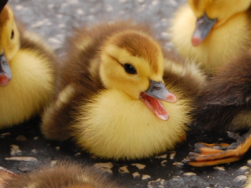 Cute even for a duckling