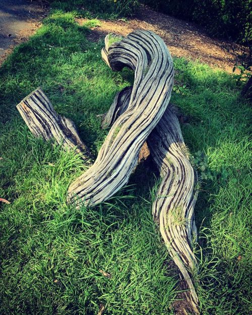 Log  (at Golden Gate Park) https://www.instagram.com/p/CE5uvyNDwur/?igshid=uana7cnfun7j