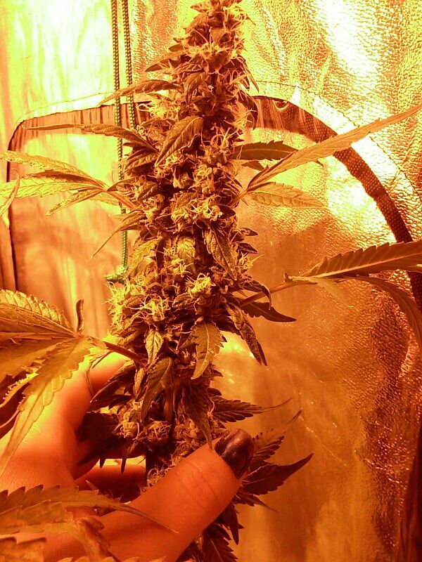 nympho-jellyshock:  Next harvest looks so good. Mmmm..