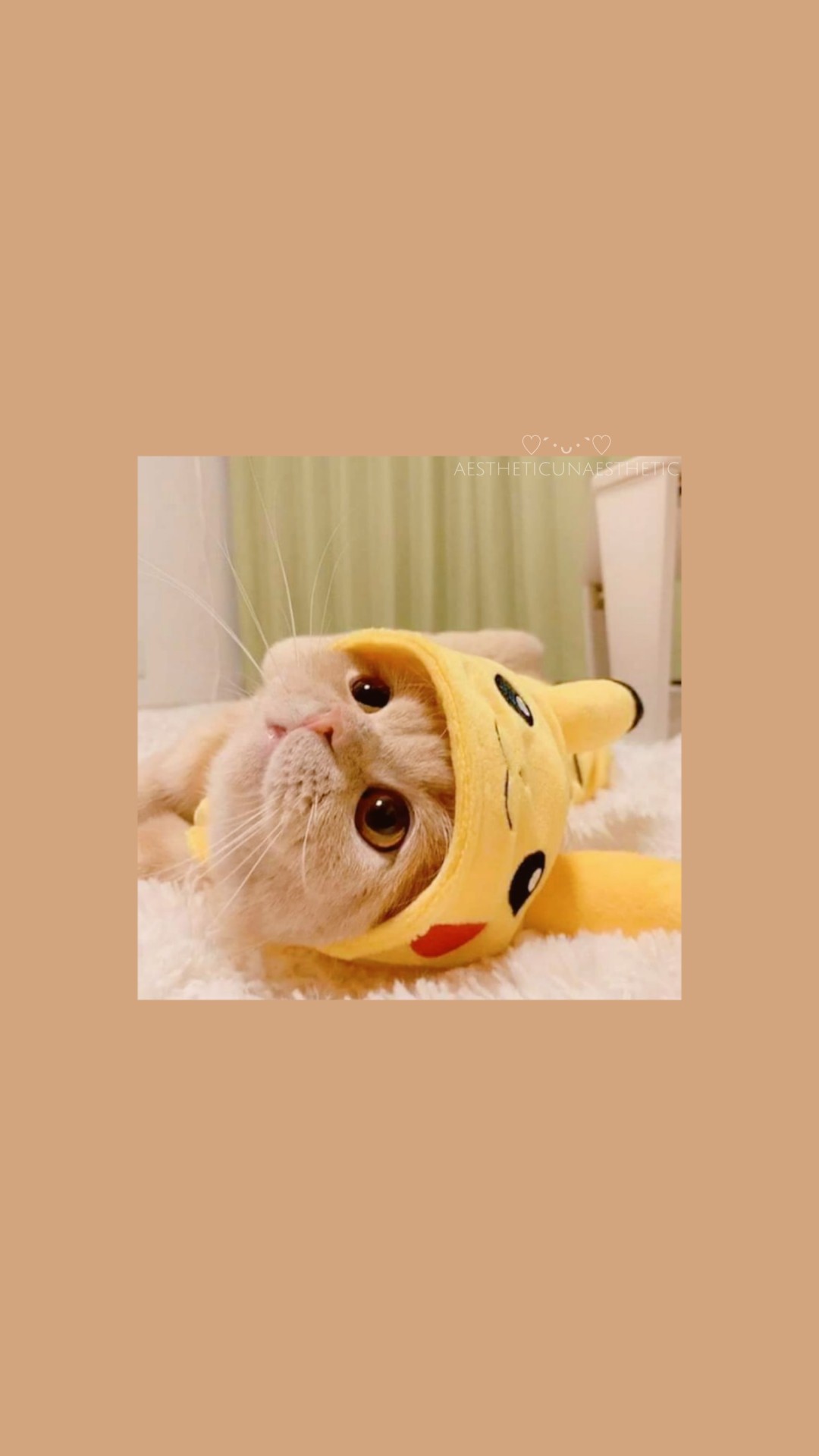 Funny Cats Aesthetic Wallpapers  Cool Cats Wallpaper for iPhone