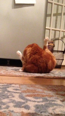 infiniteocean:  My cat looks like a rotisserie chicken.  is he lickin his nuggets?