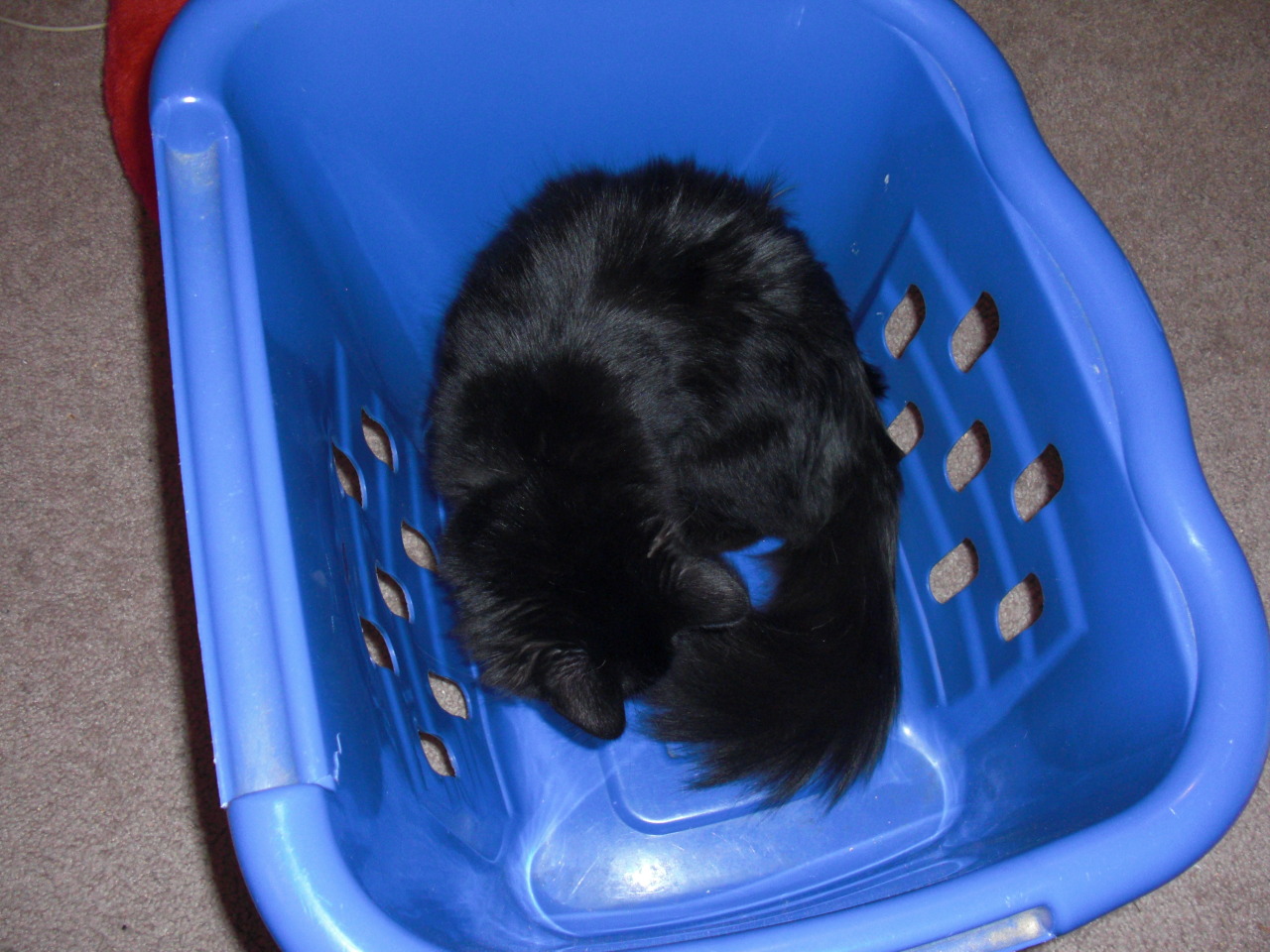 getoutoftherecat:  get out of there cat. you are not laundry.