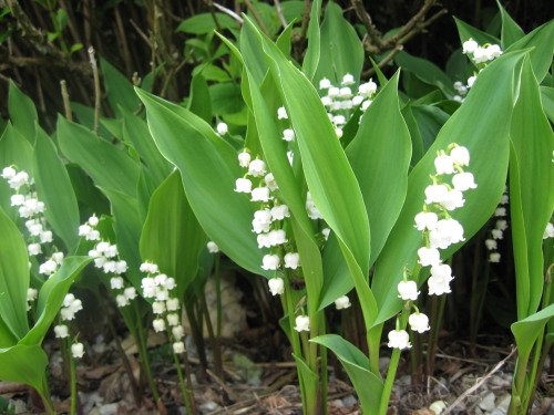 aonodreamland:Suzuran aka Lily of The Valley