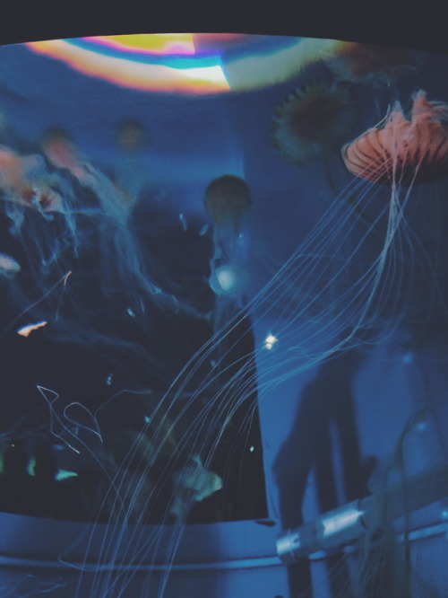 jellyfish display at kaikyokan aquarium