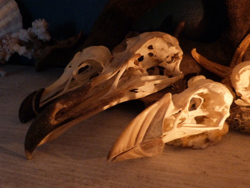 the-journeytree:Vulture Culture Collection Tour #5The ‘Bird Shelf’ - although… most of my bird skull