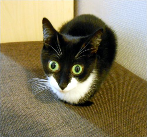 amateursleuth:platekini:end of the world eyesThis cat has seen some things