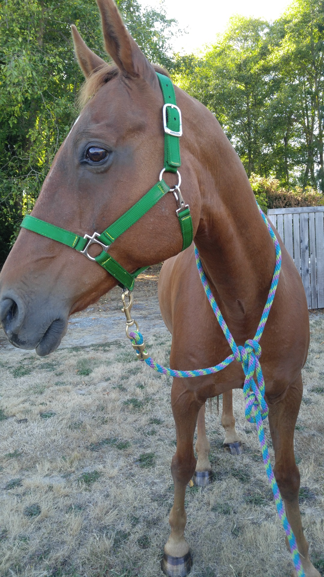 heyhayfay:  Gusto ❤ Nothing makes my soul as happy as that horse smell 😊 He