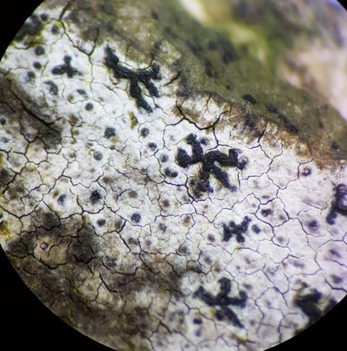  Opegrapha vulgata I would have never thought lichens could be vulgar, but here it is guys–the