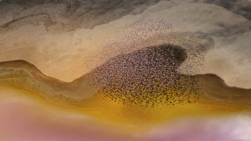 nubbsgalore:flamingos flying over tanzania’s lake natron, a salt lake which is home to three quarter