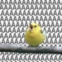 Dnp Saying “soon” Moodboard 