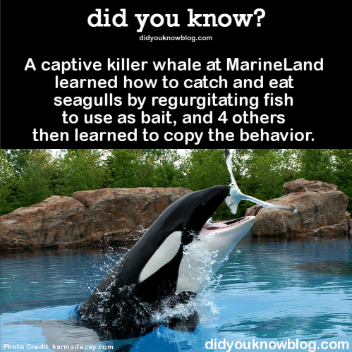 Sex did-you-kno:  A captive killer whale at MarineLand pictures