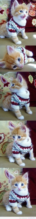 rockergirl1979:  cute-overload:  Kitten Is Dressed For Fallhttp://cute-overload.tumblr.com  OMG is there anything cuter than a kitten in a sweater!!!!