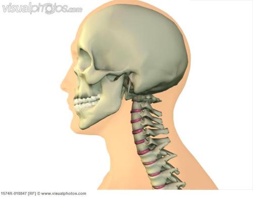 fucktonofanatomyreferencesreborn: A fantastic fuck-ton of human neck references. People have been as