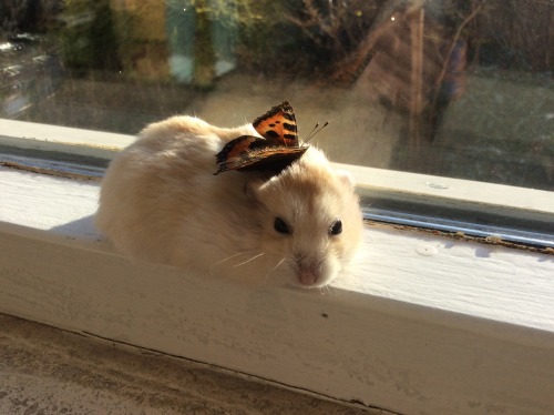 hamsterobsessed: Molly has a real butterfly on her head!