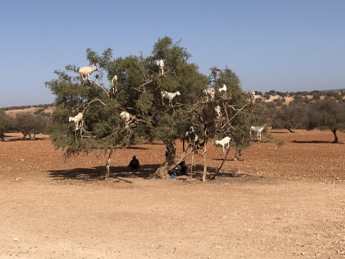 marauderfan: On the way to Essaouira from Marrakech, there are groves of Argan trees, on which famou