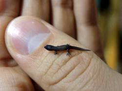 Hotidiot:  Spectacularuniverse:  Sphaerodactylus Nicholsi, One Of The Smallest Geckos